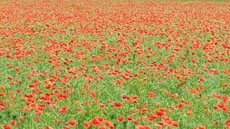 Poppy field wallpaper