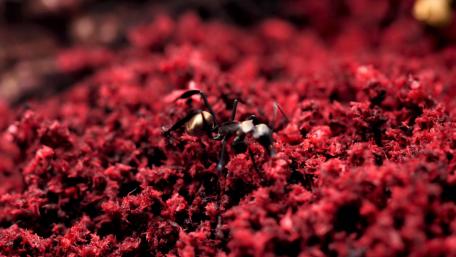 Ant wallpaper