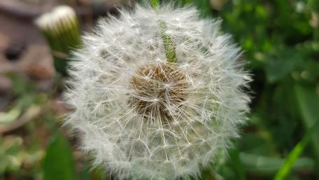 Closeup of a dandelion wallpaper