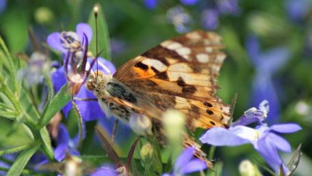 Colorful Butterfly Among Vibrant Flowers in Nature's Embrace wallpaper