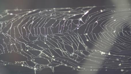 Intricate Web of Nature's Artistry wallpaper
