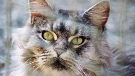 Majestic Feline Gaze wallpaper