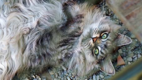 Majestic Cat with Enchanting Green Eyes wallpaper