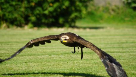 Majestic Bird in Flight Wallpaper wallpaper
