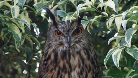 Majestic Owl Hidden Among Leaves wallpaper
