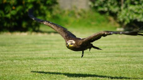 Majestic Eagle in Flight Over Green Grass wallpaper