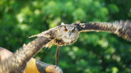 Majestic Owl in Flight Wallpaper wallpaper