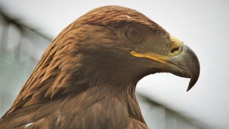 Majestic Eagle Close-Up Wallpaper wallpaper