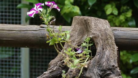 Flower in a stump wallpaper