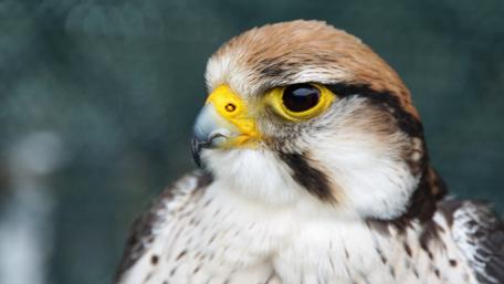 Majestic Falcon Close-Up wallpaper