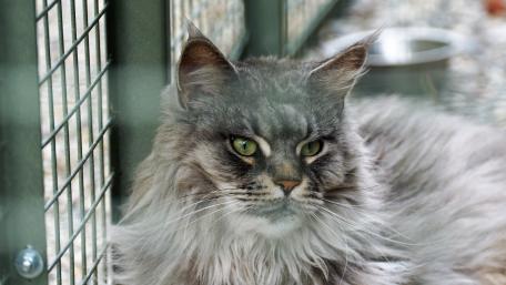 Majestic Maine Coon Cat in a Serene Setting wallpaper