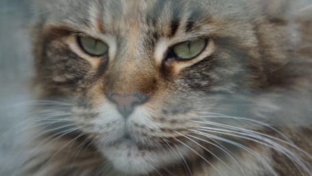 Majestic Cat Close-Up Wallpaper wallpaper