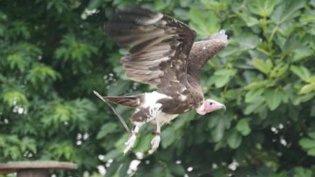 Majestic Vulture in Flight wallpaper