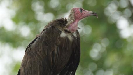 Vulture wallpaper