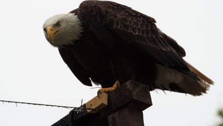 Majestic Bald Eagle Perched High Above wallpaper
