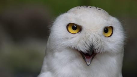 Majestic Snowy Owl in Stunning Detail wallpaper
