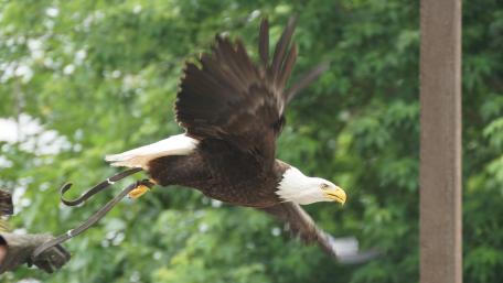 Majestic Bald Eagle in Flight wallpaper