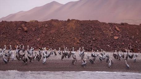 Birds (Beach nature) wallpaper