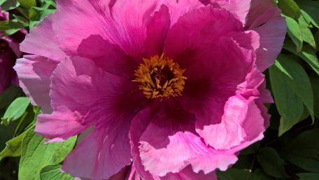 Pink peony wallpaper