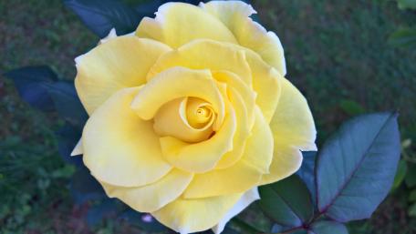 Golden Elegance in Bloom wallpaper
