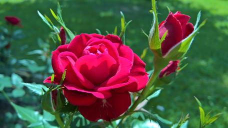 Rose bud wallpaper