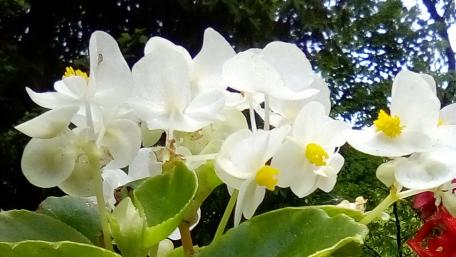 Delicate White Blossoms Framing Nature's Beauty wallpaper