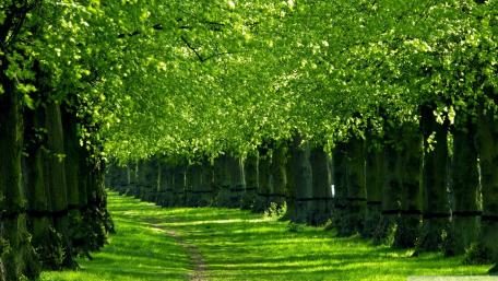Green tree lane wallpaper