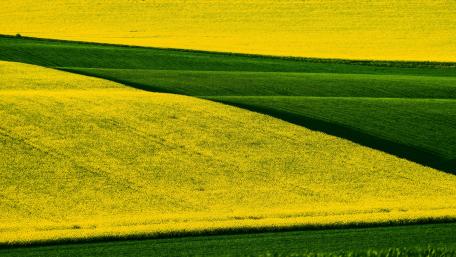 Rapeseed field wallpaper