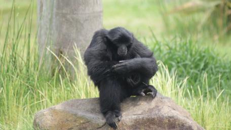 The Thinker wallpaper