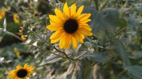 Vibrant Sunflower Beauty Captured in Blooming Glory wallpaper