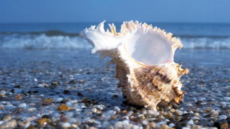 Elegant Shell Resting on a Pebble Beach Scene wallpaper