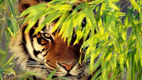 Tiger wallpaper