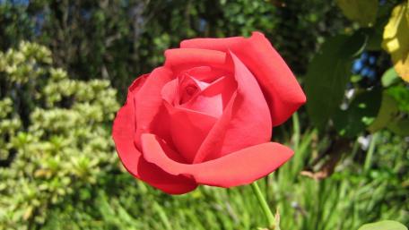 red rose wallpaper