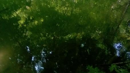 Serene Reflections in Nature's Embrace wallpaper