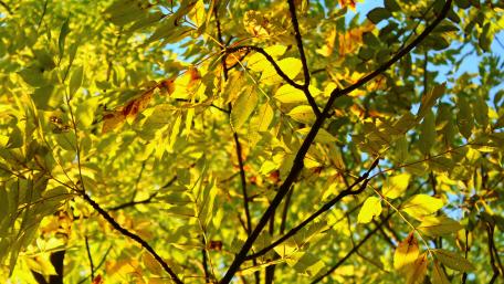 Colors of autumn wallpaper