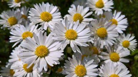 Radiant Blooms of Marguerite Daisy wallpaper