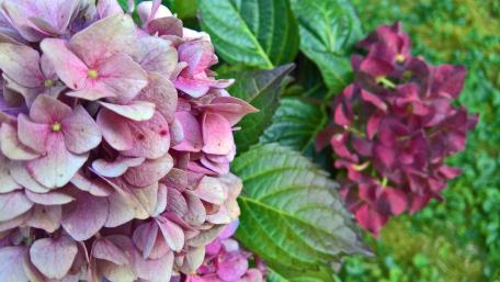 Breathtaking Hydrangeas in Bloom for Your Space wallpaper