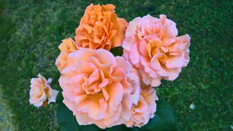 Blooming Roses in Summer Garden wallpaper