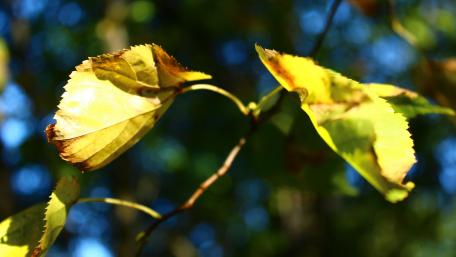 Autumn leaves wallpaper