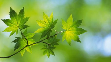 Green leaves wallpaper