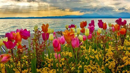 Colofrul tulips wallpaper