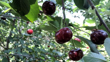 Cherry Orchard Delight in 4K Quality wallpaper