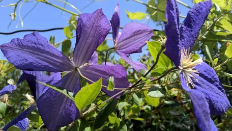 Vibrant Purple Clematis Blooms in Full Sunlight wallpaper