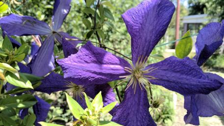 Vibrant Purple Clematis Blooms in Full Glory wallpaper