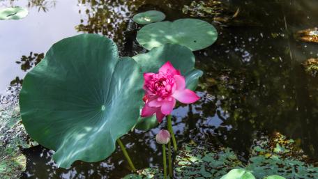 Blooming Red Lotus wallpaper