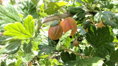 Vibrant Gooseberries Among Lush Greenery wallpaper