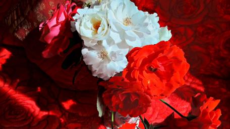 Roses wallpaper