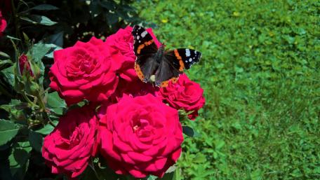Butterfly on the red roses wallpaper