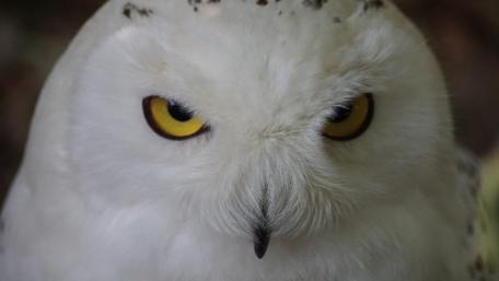 Majestic Snowy Owl Close-Up Wallpaper wallpaper
