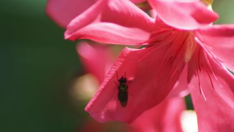 Vibrant Pink Flower with Bee Close-Up Wallpaper wallpaper